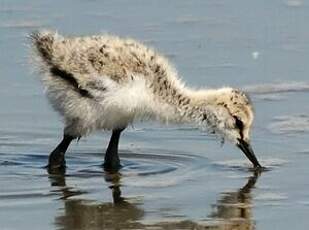 Avocette élégante