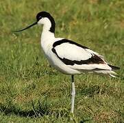 Avocette élégante