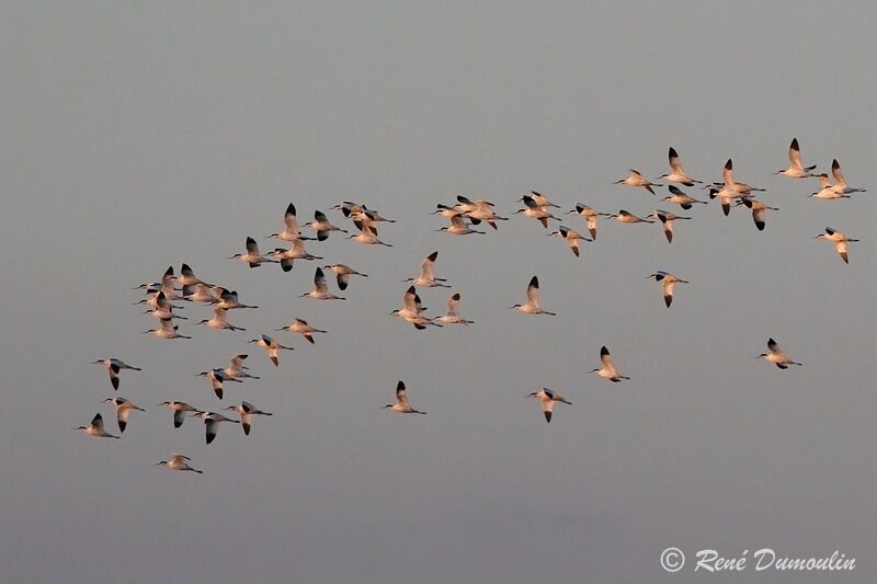 Pied Avocet, Flight