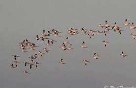 Pied Avocet