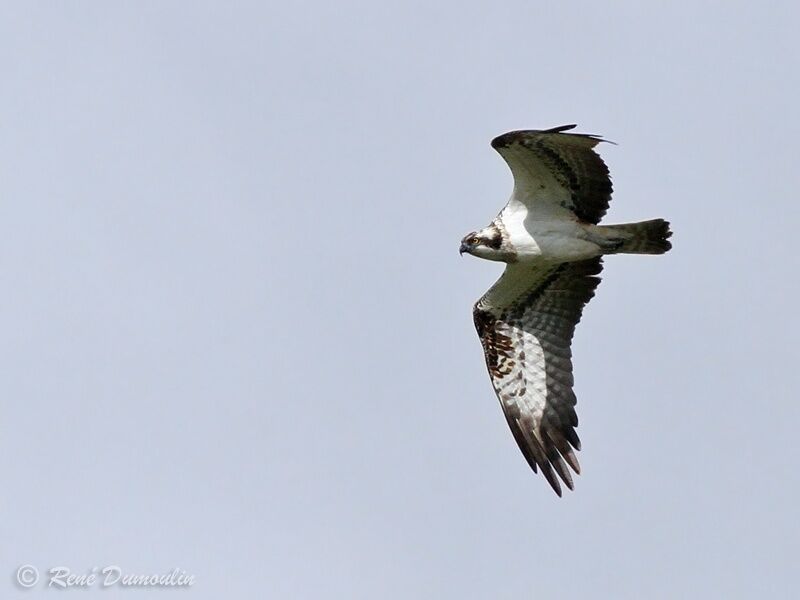 Western Osprey, Flight