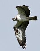 Western Osprey