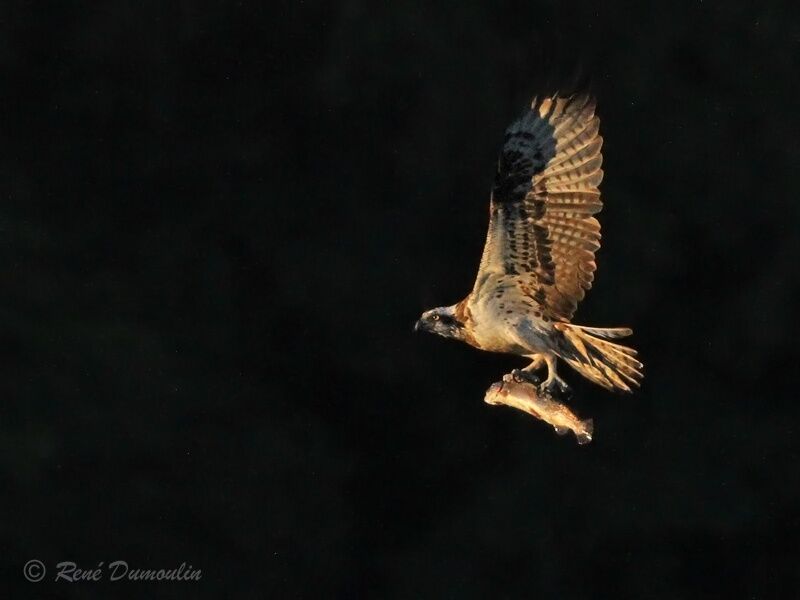 Osprey, identification, Flight, fishing/hunting