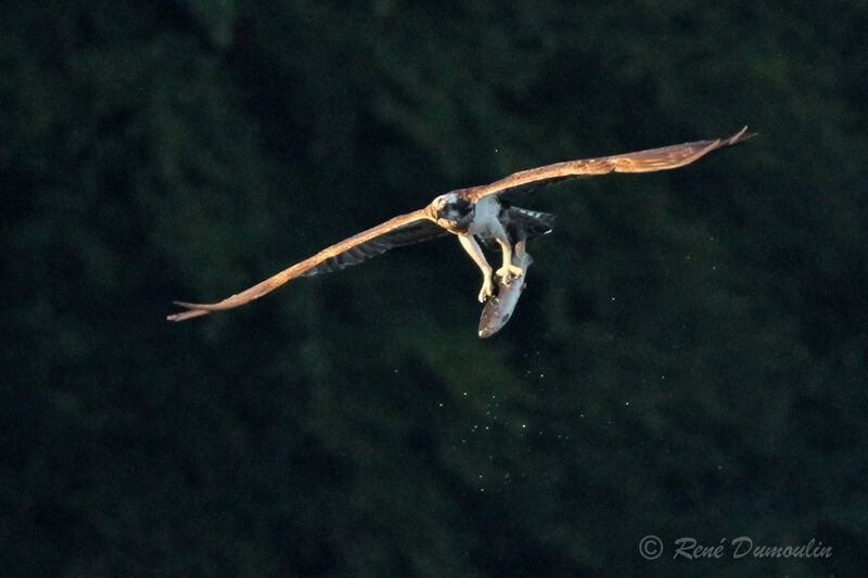 Balbuzard pêcheur, identification, Vol, pêche/chasse