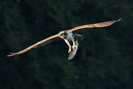 Western Osprey