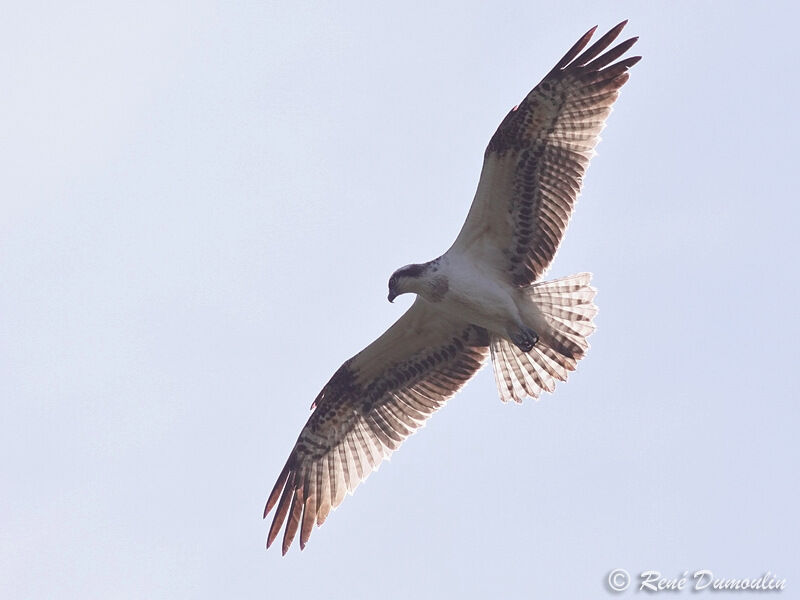 Western Ospreyjuvenile, Flight