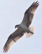 Western Osprey