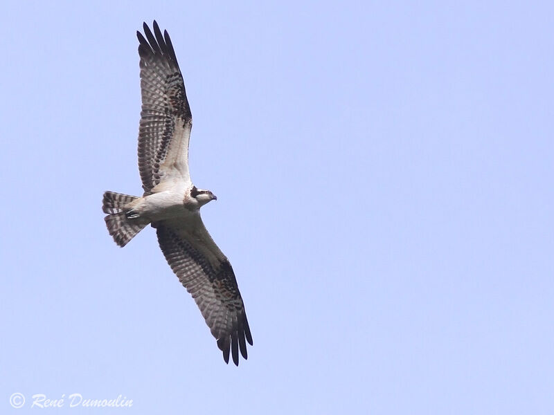 Western Ospreyjuvenile, Flight