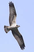 Western Osprey