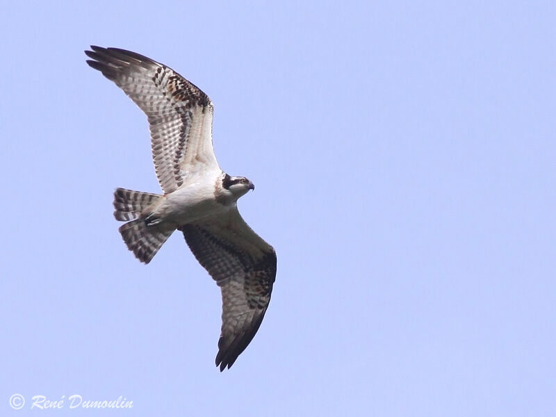 Western Ospreyjuvenile, Flight