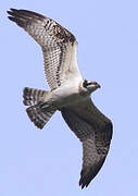 Western Osprey