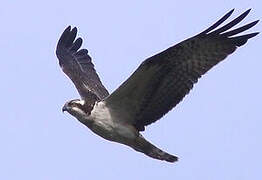 Western Osprey