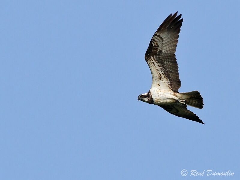 Western Ospreyimmature, Flight