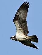 Western Osprey