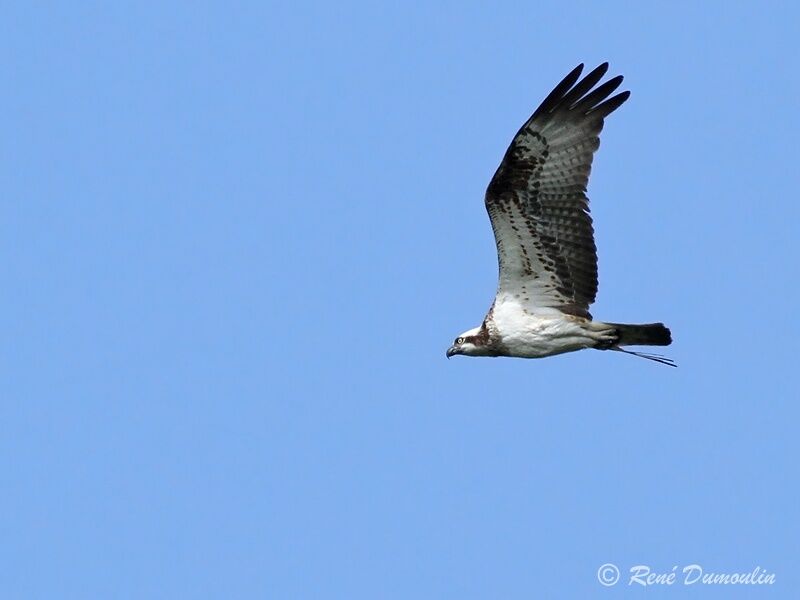 Ospreyimmature, Flight