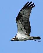 Western Osprey