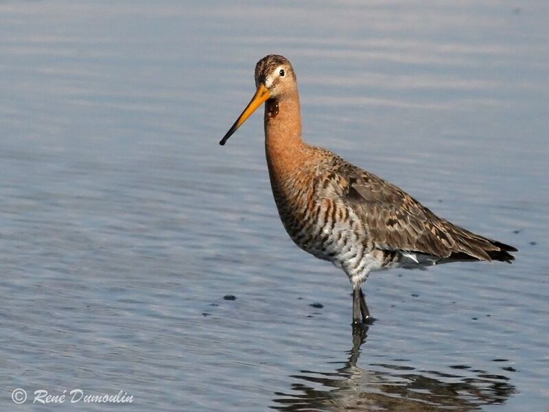 Black-tailed Godwitadult breeding, identification