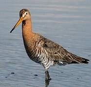 Black-tailed Godwit