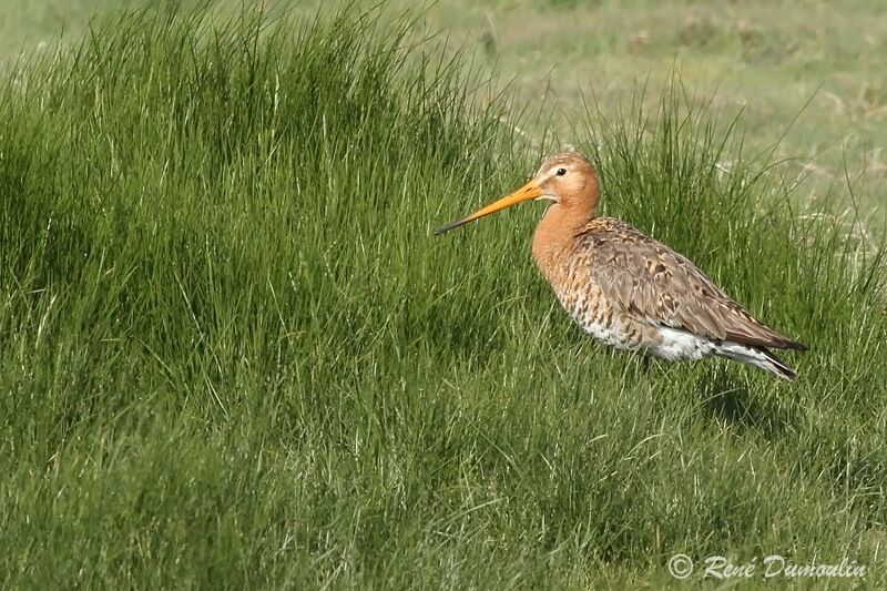 Black-tailed Godwitadult breeding, identification