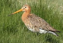 Black-tailed Godwit