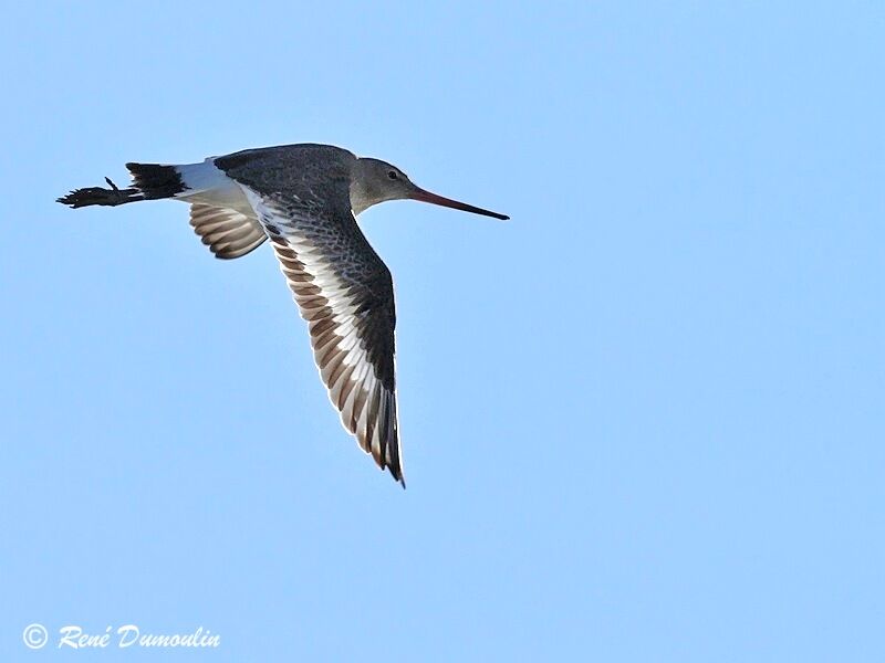 Black-tailed Godwit, Flight