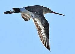 Black-tailed Godwit