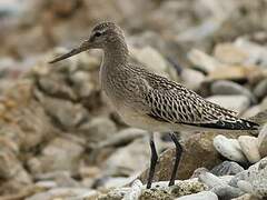 Bar-tailed Godwit