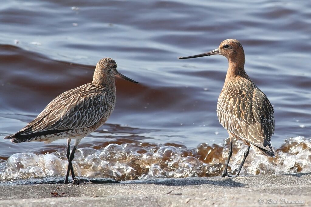 Bar-tailed Godwitadult transition, identification