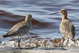 Bar-tailed Godwit