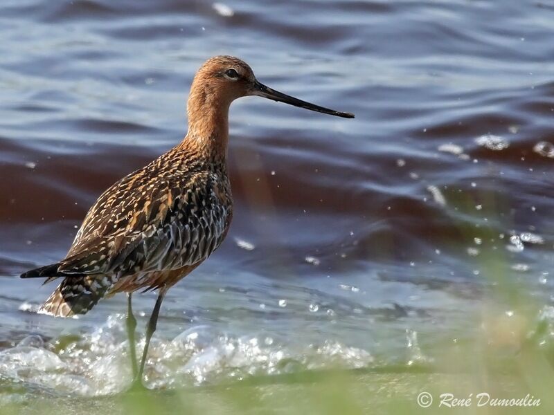 Bar-tailed Godwitadult breeding, identification