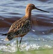 Bar-tailed Godwit