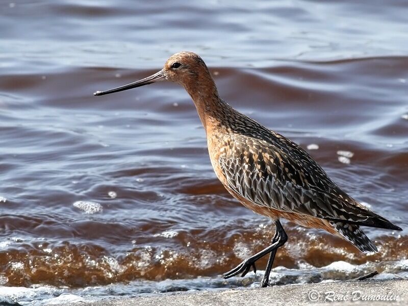 Bar-tailed Godwitadult breeding, identification