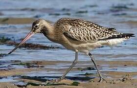 Bar-tailed Godwit