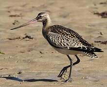 Bar-tailed Godwit