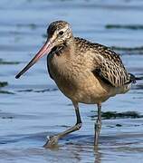 Bar-tailed Godwit