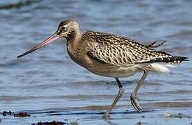 Bar-tailed Godwit