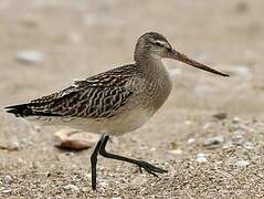 Bar-tailed Godwit