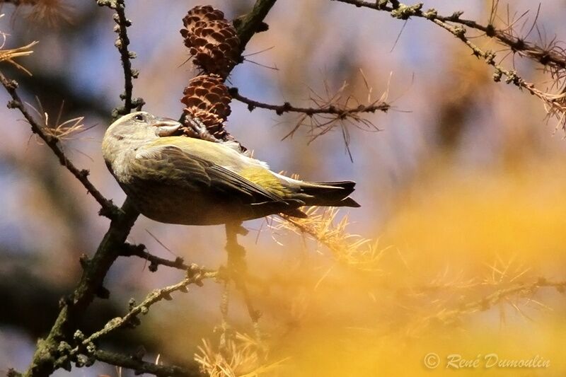 Red Crossbill female adult, identification, feeding habits