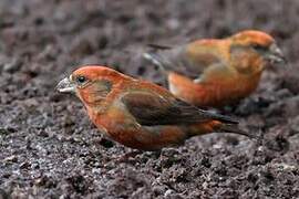 Red Crossbill