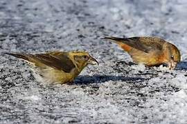 Red Crossbill