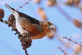 Red Crossbill