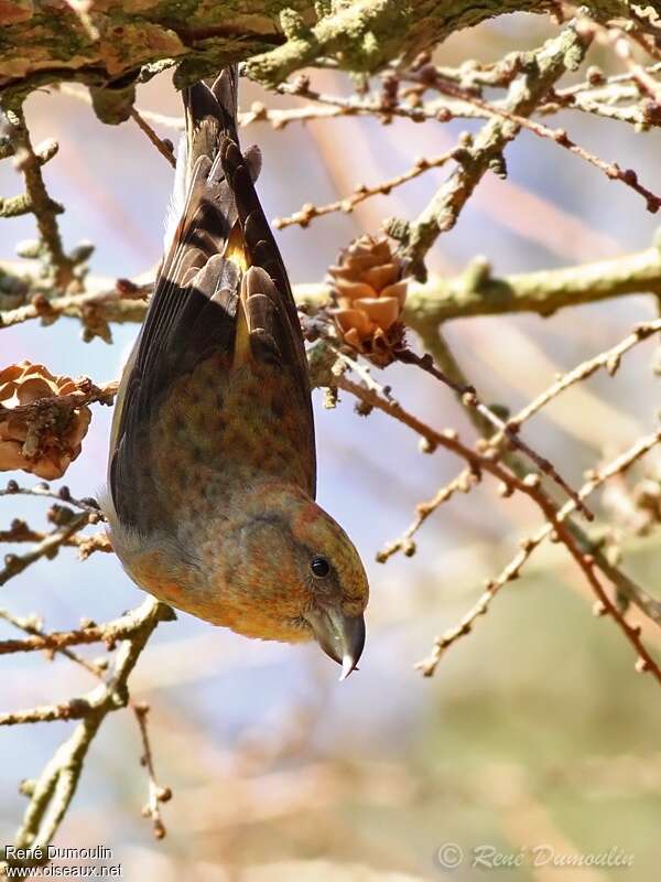 Red Crossbill male immature, Behaviour