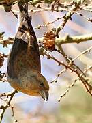 Red Crossbill