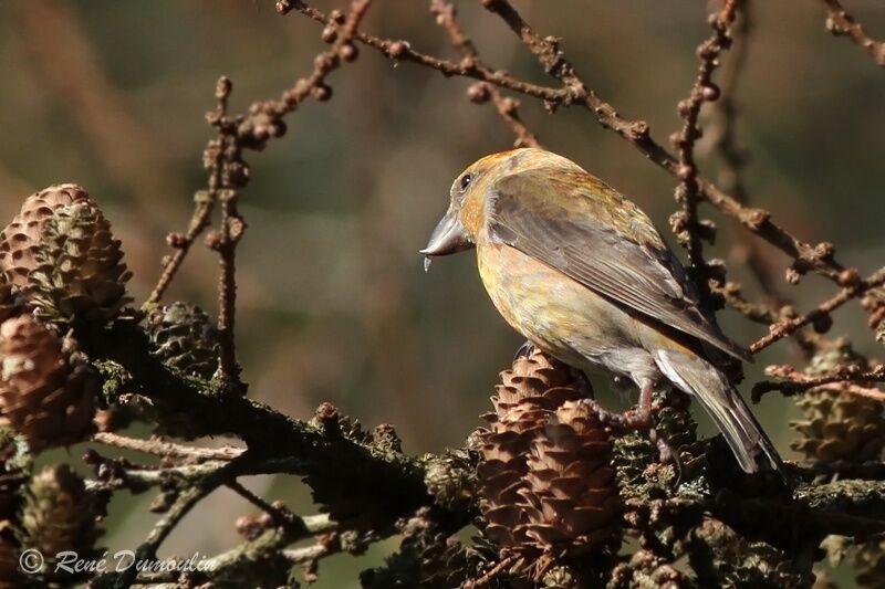 Red Crossbill male immature, identification