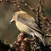 Red Crossbill