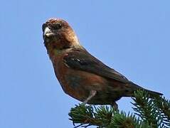 Red Crossbill