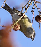 Red Crossbill