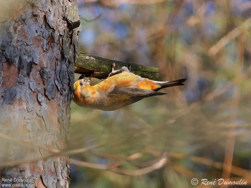 Bec-croisé des sapins mâle immature, Comportement