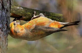 Red Crossbill