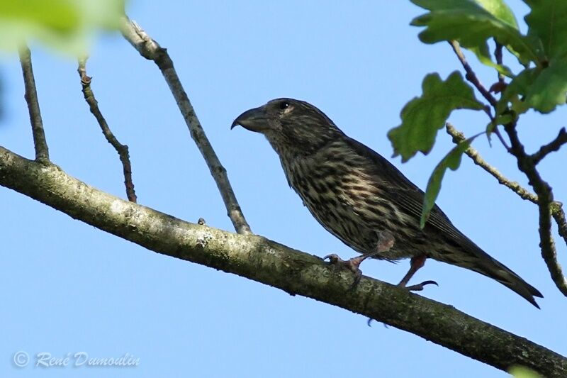 Bec-croisé des sapinsjuvénile, identification